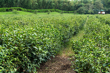 Image showing Green Tea Farm