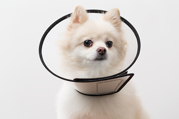 Image showing White Pomeranian with space collar