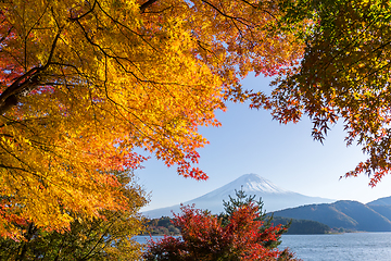 Image showing Fujisan and maple