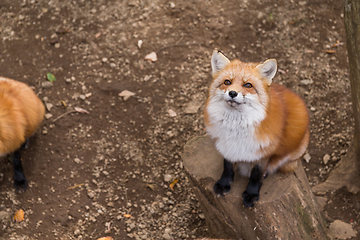 Image showing Fox looking up