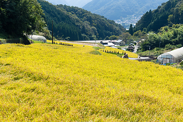 Image showing Rice field