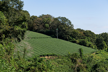 Image showing Green Tea Plantation field
