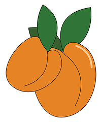 Image showing Fresh orange Apricots vector or color illustration