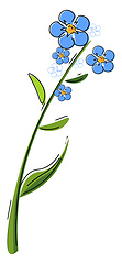 Image showing Forget me not flower vector or color illustration
