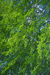 Image showing green branches of birches in the spring