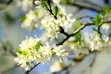 Image showing blossoming tree of plum on background of blue sky