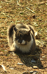 Image showing rural cat having a rest