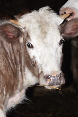 Image showing cow at the farm