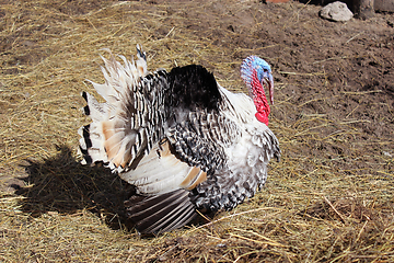 Image showing big turkey in the yard