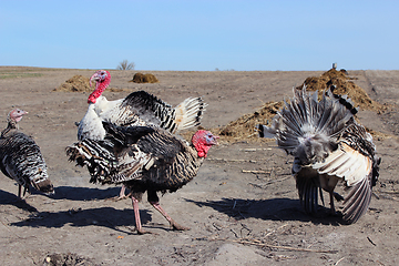 Image showing turkeys in the yard