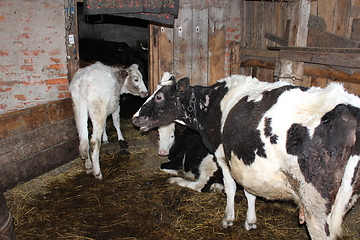 Image showing cows in the shed