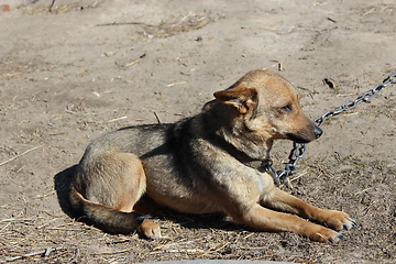 Image showing small rural mongrel