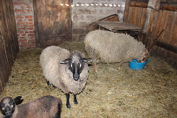 Image showing Sheep in the shed