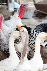 Image showing geese and turkeys in the yard