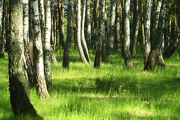 Image showing Beautiful birchwood in the spring