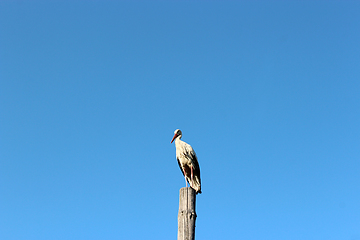 Image showing stork standing on the telegraph-pole