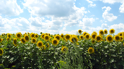 Image showing Field with sunflowers