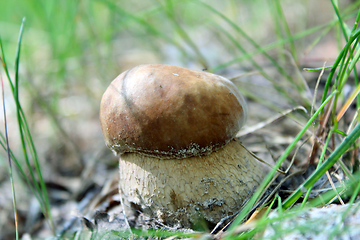 Image showing Beautiful and small cep in the grass