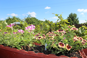 Image showing beautiful flowers on the balcony