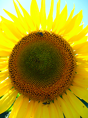 Image showing beautiful sunflower