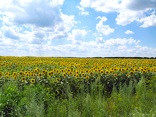 Image showing Field with sunflowers