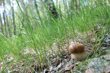 Image showing Beautiful and small cep in the grass