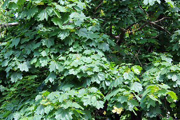 Image showing Green leaves of maple