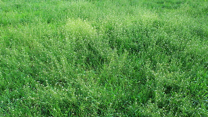 Image showing field of Capsella bursa-pastoris