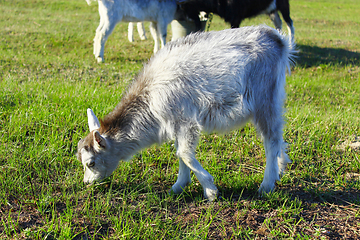 Image showing Goat kid on the pasture