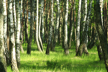 Image showing Beautiful birchwood in the spring