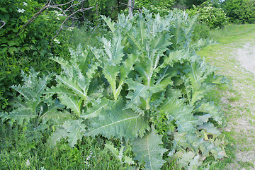 Image showing big bush of Sonchus arvensis