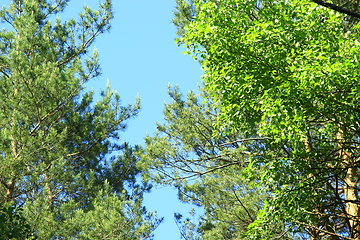 Image showing crowns of trees and blue sky