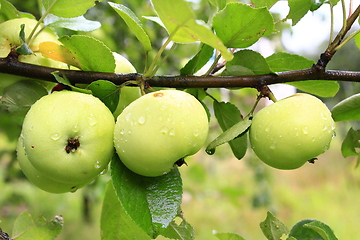 Image showing three apples hanging in row on the branch