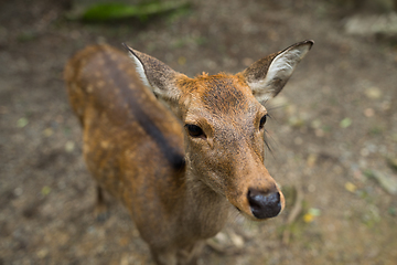 Image showing Japanese deer in Nara park