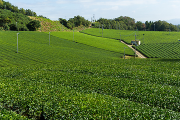 Image showing Tea plantation landscape