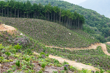 Image showing Green forest and field