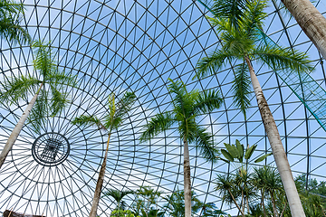 Image showing Pine tree in green house