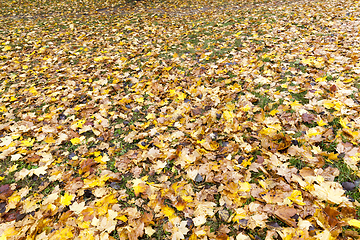 Image showing The fallen maple leaves