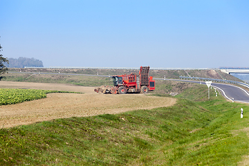 Image showing An agricultural field with a crop