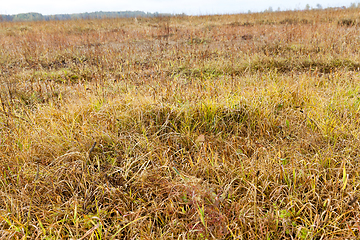 Image showing yellowed grass, autumn