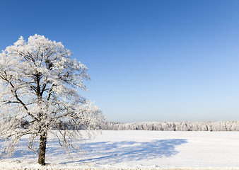 Image showing Winter season. Photo