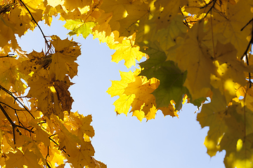 Image showing Yellow maple foliage