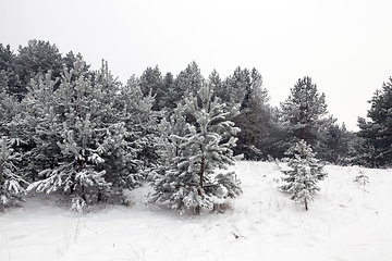 Image showing Snow drifts in winter