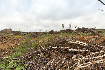 Image showing trees after the hurricane