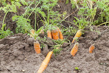 Image showing Ripe orange carrot