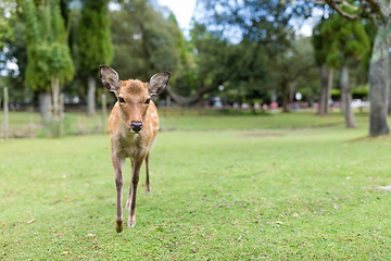 Image showing Lovely deer walking on the grass