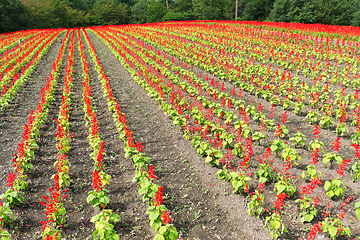 Image showing Salvia flower field in red