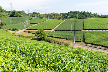 Image showing Green Tea field