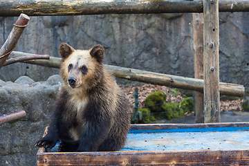 Image showing Little bear at zoo park