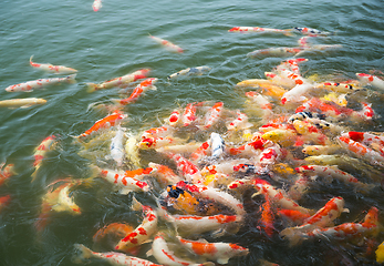 Image showing Feeding Koi fish